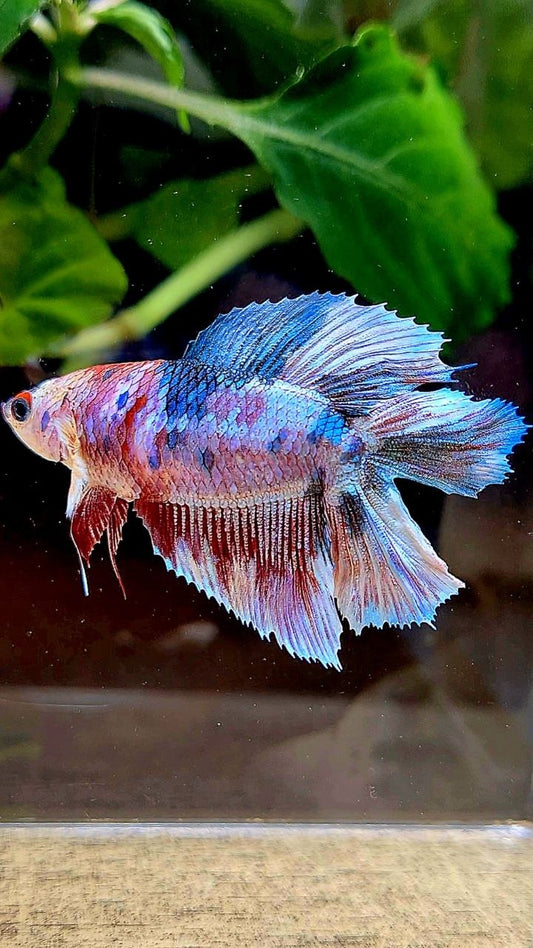 FEMALE HALFMOON DOUBLE TAIL PURPLE WHITE MULTICOLOR BETTA FISH