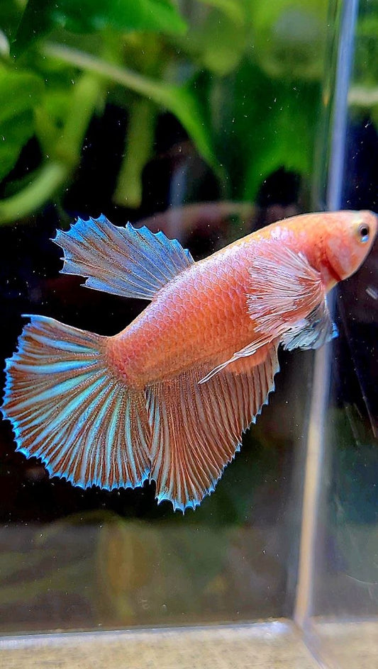 FEMALE HALFMOON DUMBO EAR ORANGE PINEAPPLE BETTA FISH