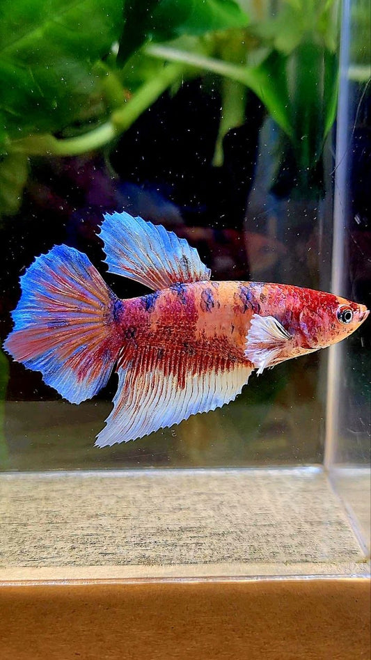 FEMALE HALFMOON BIG EAR MULTICOLOR BETTA FISH