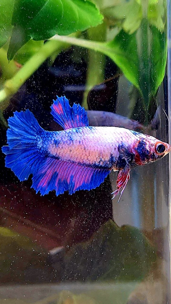 FEMALE HALFMOON ROSETAIL PINK BLUE FLAMINGGO BETTA FISH