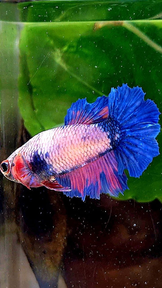FEMALE HALFMOON ROSETAIL PINK BLUE FLAMINGGO BETTA FISH