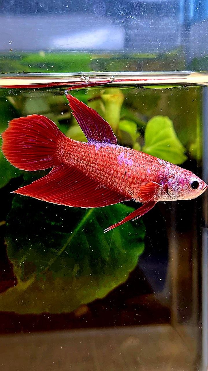 FEMALE VEILTAIL RED INUYASHA GALAXY PURPLE BETTA FISH