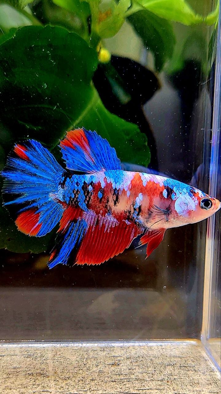 FEMALE HALFMOON RED KOI GALAXY MULTICOLOR BETTA FISH