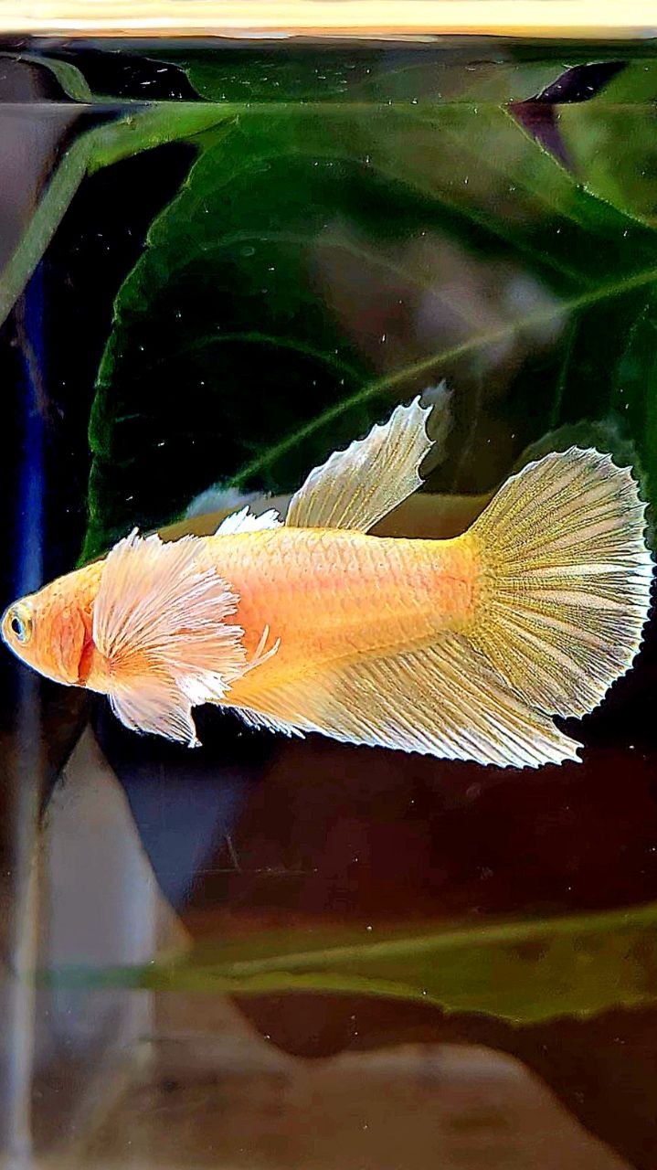 FEMALE HALFMOON SUPER DUMBO EAR GOLD BETTA FISH