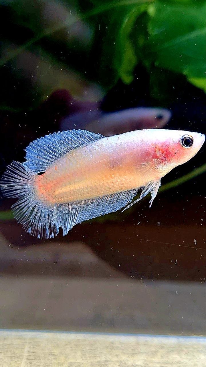 FEMALE PLAKAT DOUBLE TAIL TRANSPARENT CELLOPHANE BETTA FISH