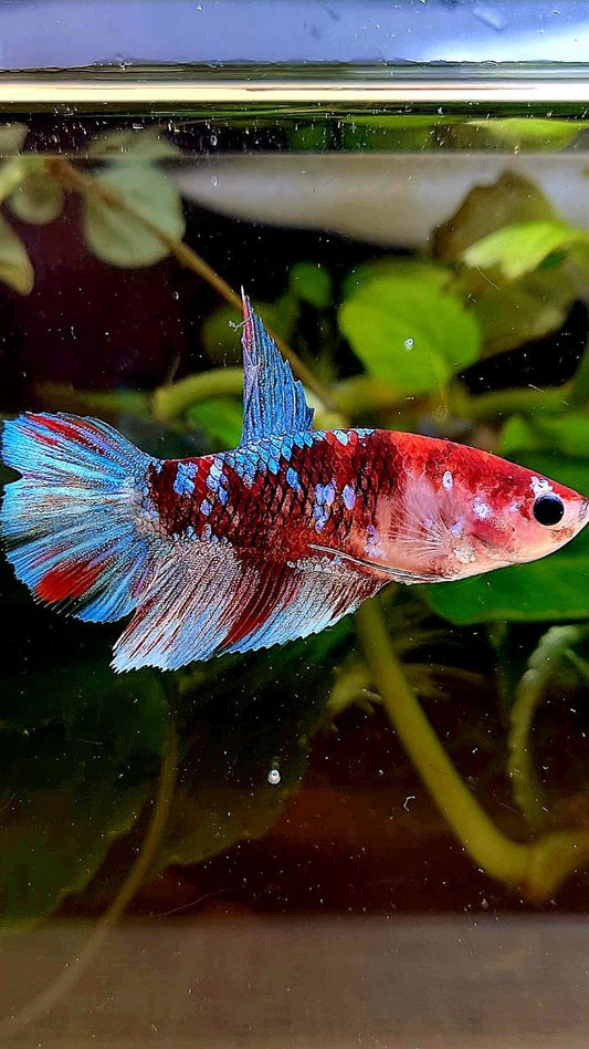 FEMALE HALFMOON RED KOI GALAXY MULTICOLOR BETTA FISH