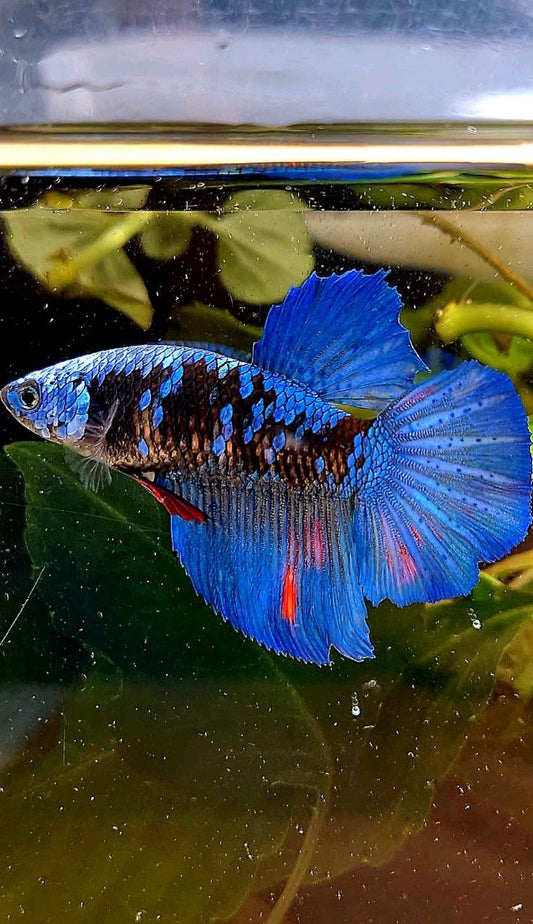 FEMALE HALFMOON ROSETAIL BLACK GALAXY AVATAR BETTA FISH