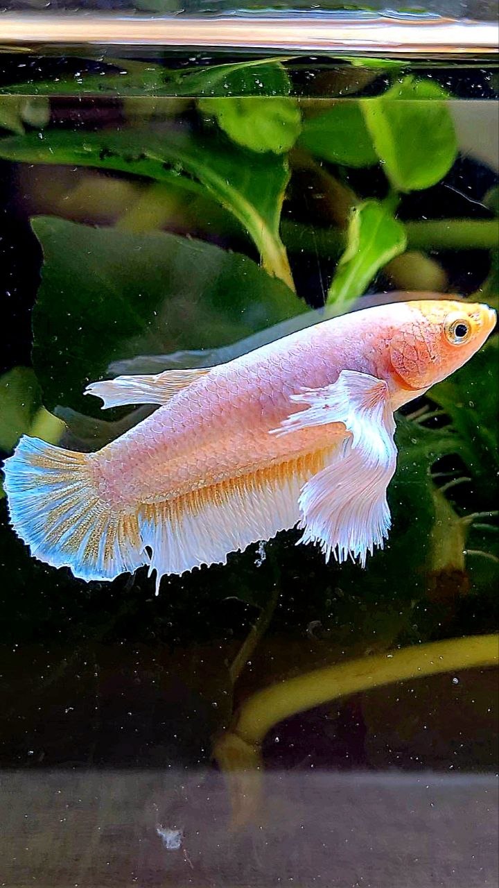 FEMALE PLAKAT SUPER DUMBO EAR WHITE YELLOW BETTA FISH