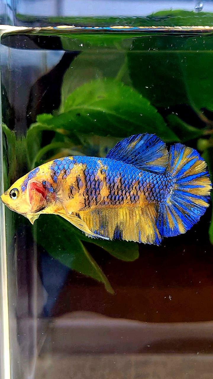 FEMALE PLAKAT YELLOW METTALIC BLUE MULTICOLOR BETTA FISH