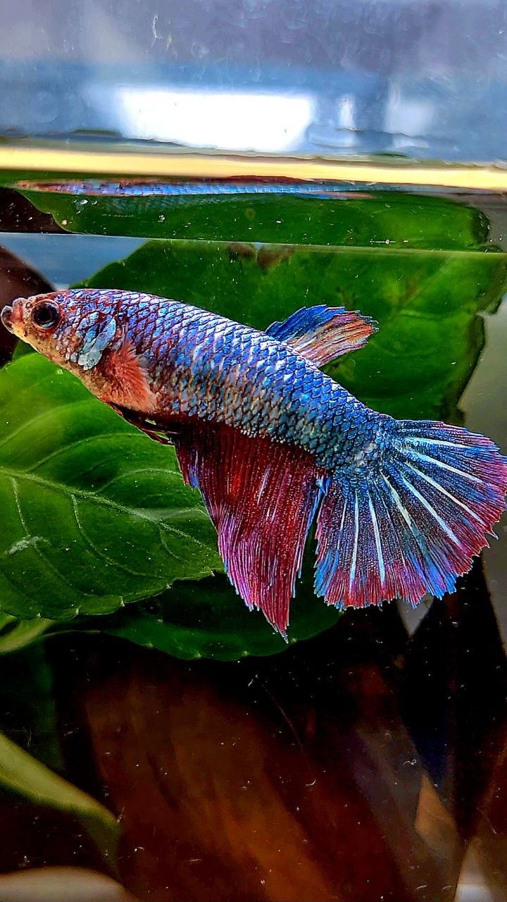 FEMALE HALFMOON FANCY PURPLE MULTICOLOR BETTA FISH