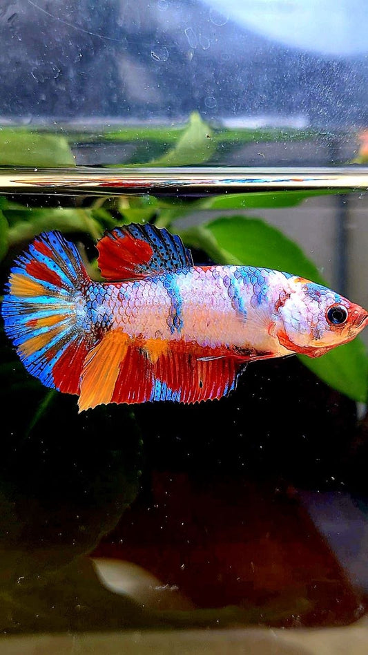 FEMALE PLAKAT CANDY RAINBOW MULTICOLOR BETTA FISH