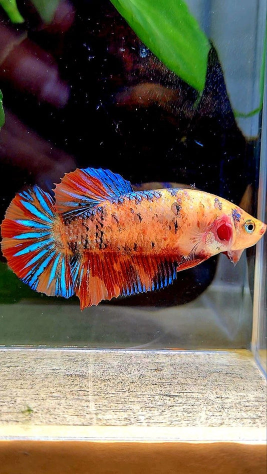 FEMALE PLAKAT ORANGE METTALIC MULTICOLOR BETTA FISH
