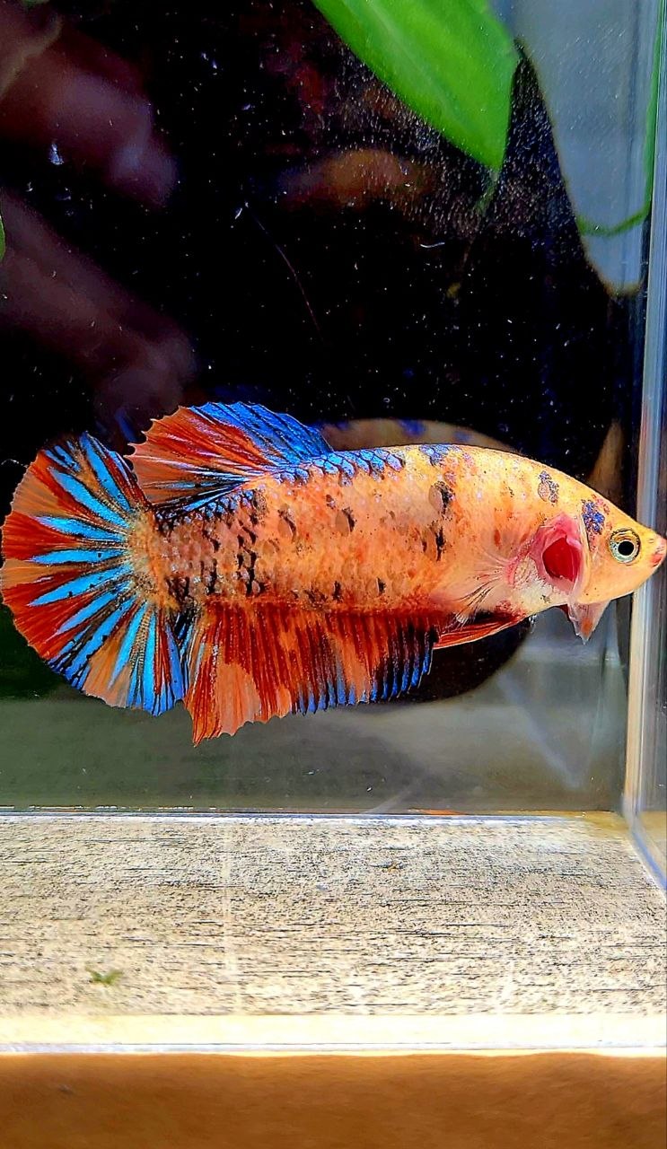 FEMALE PLAKAT ORANGE METTALIC MULTICOLOR BETTA FISH