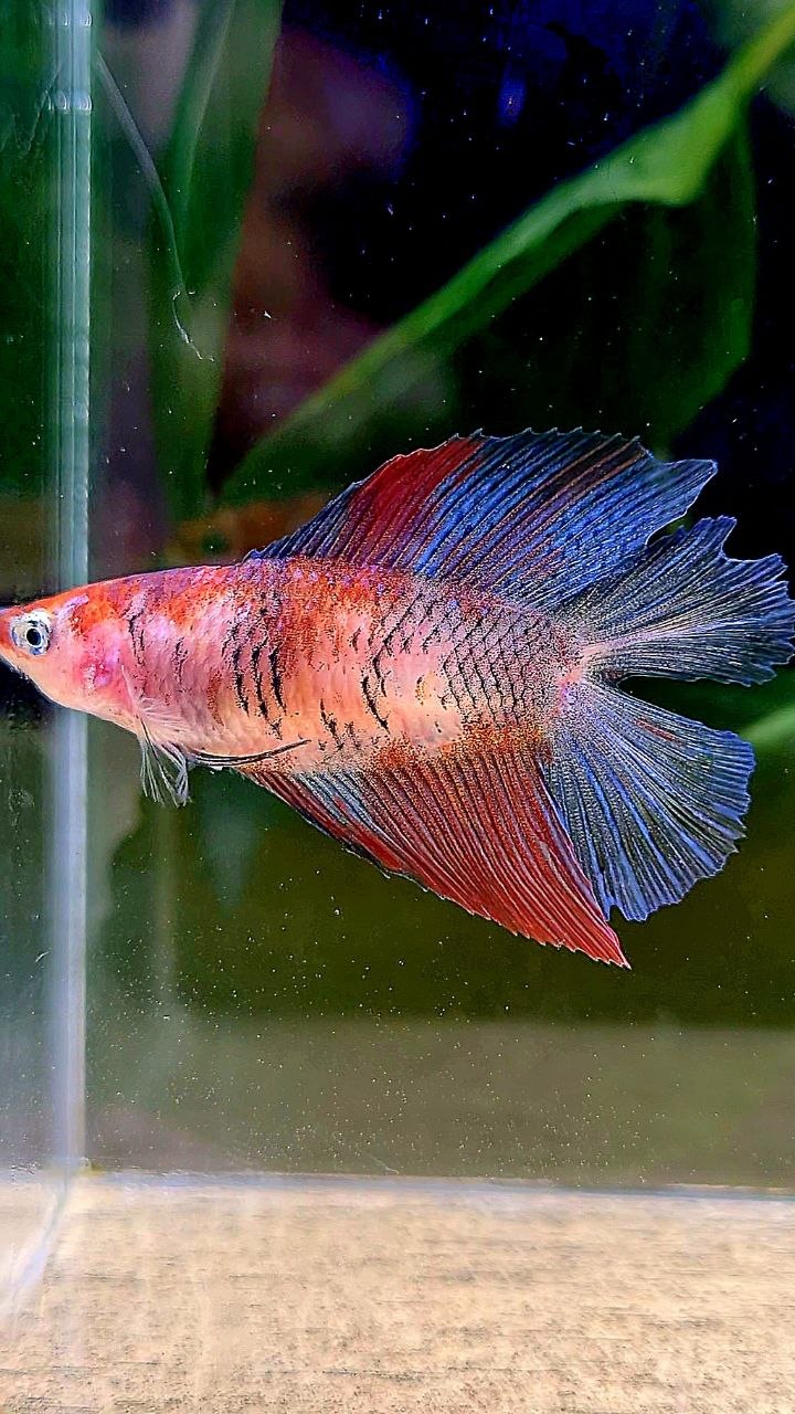 FEMALE HALFMOON DOUBLE TAIL MULTICOLOR BETTA FISH