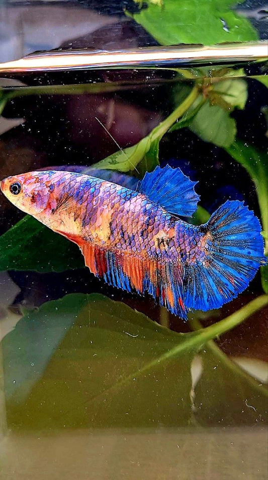 FEMALE PLAKAT FANCY MULTICOLOR BETTA FISH