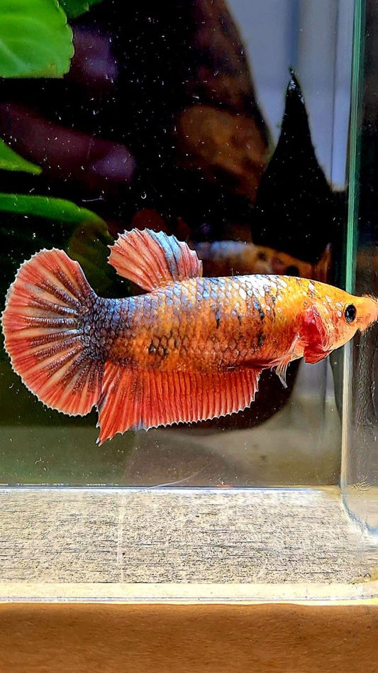 FEMALE PLAKAT RED COPPER FANCY BETTA FISH
