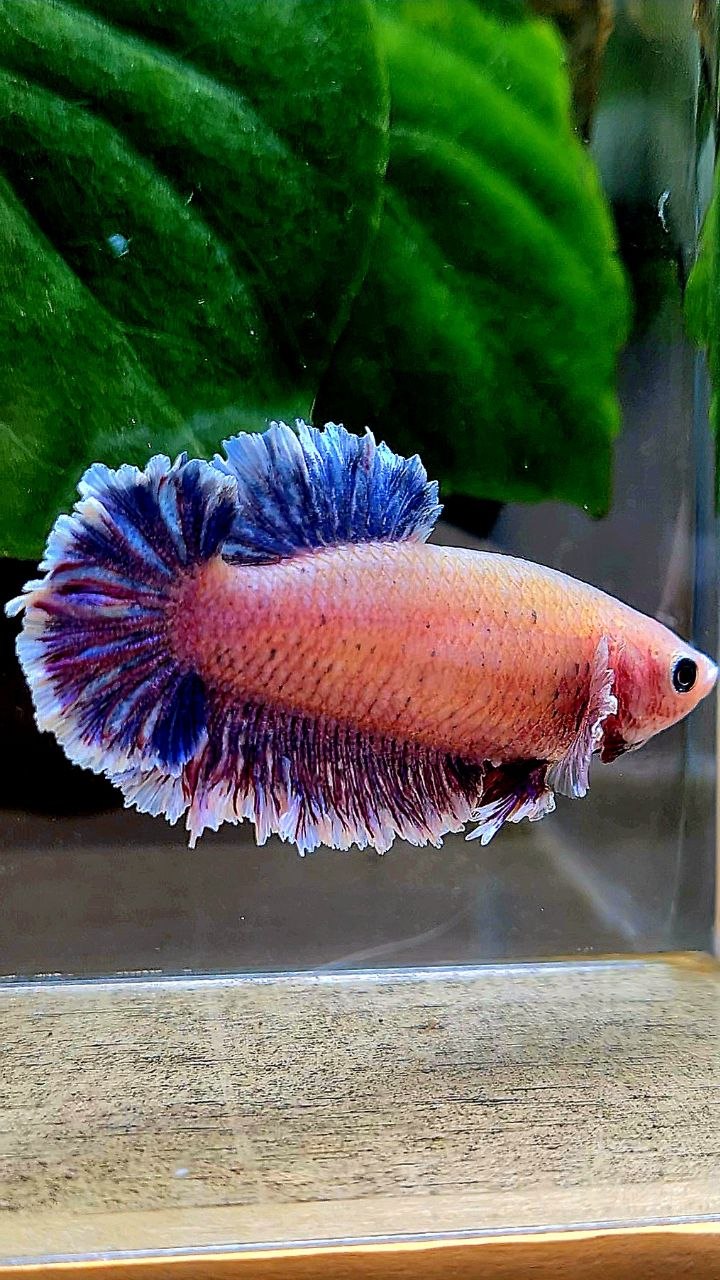 FEMALE HALFMOON FEATHER TAIL PURPLE BETTA FISH