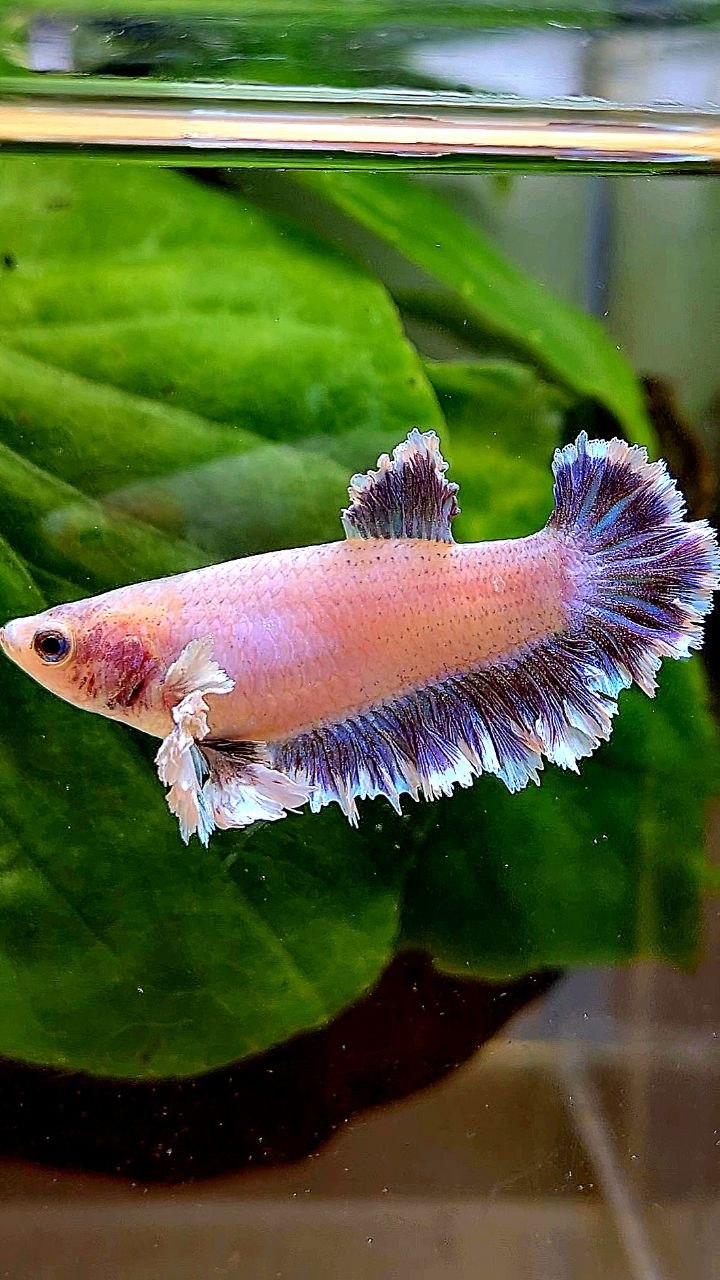 FEMALE KING FEATHER TAIL HALFMOON BIG EAR PURPLE BETTA FISH