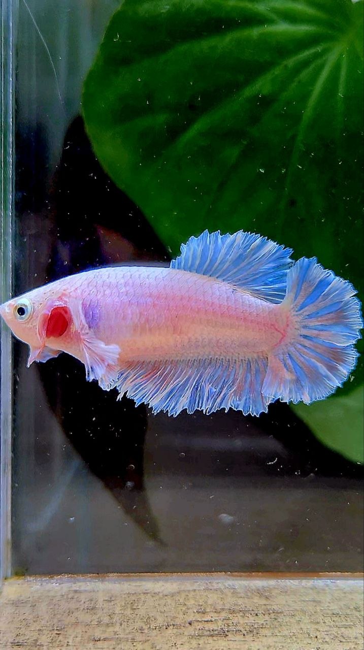 FEMALE HALFMOON FEATHER TAIL WHITE BETTA FISH