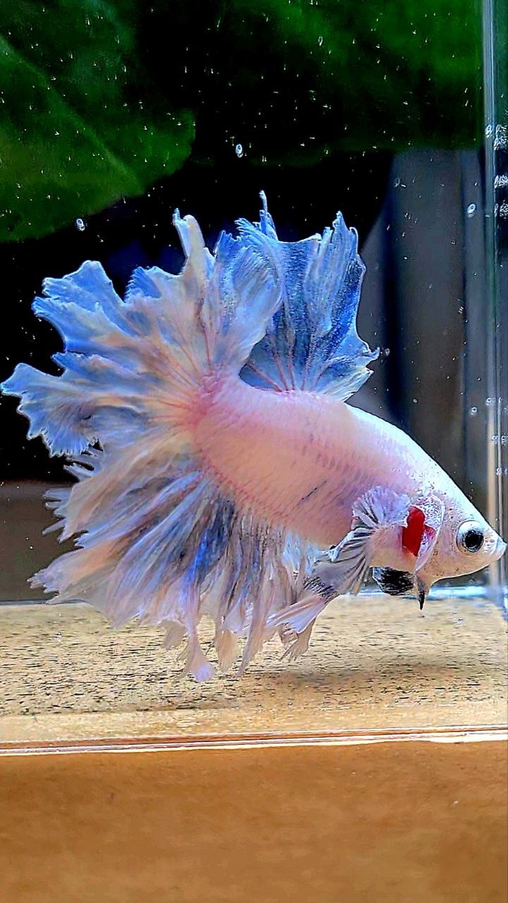 HALFMOON FEATHER TAIL WHITE BLUE WASH BETTA FISH