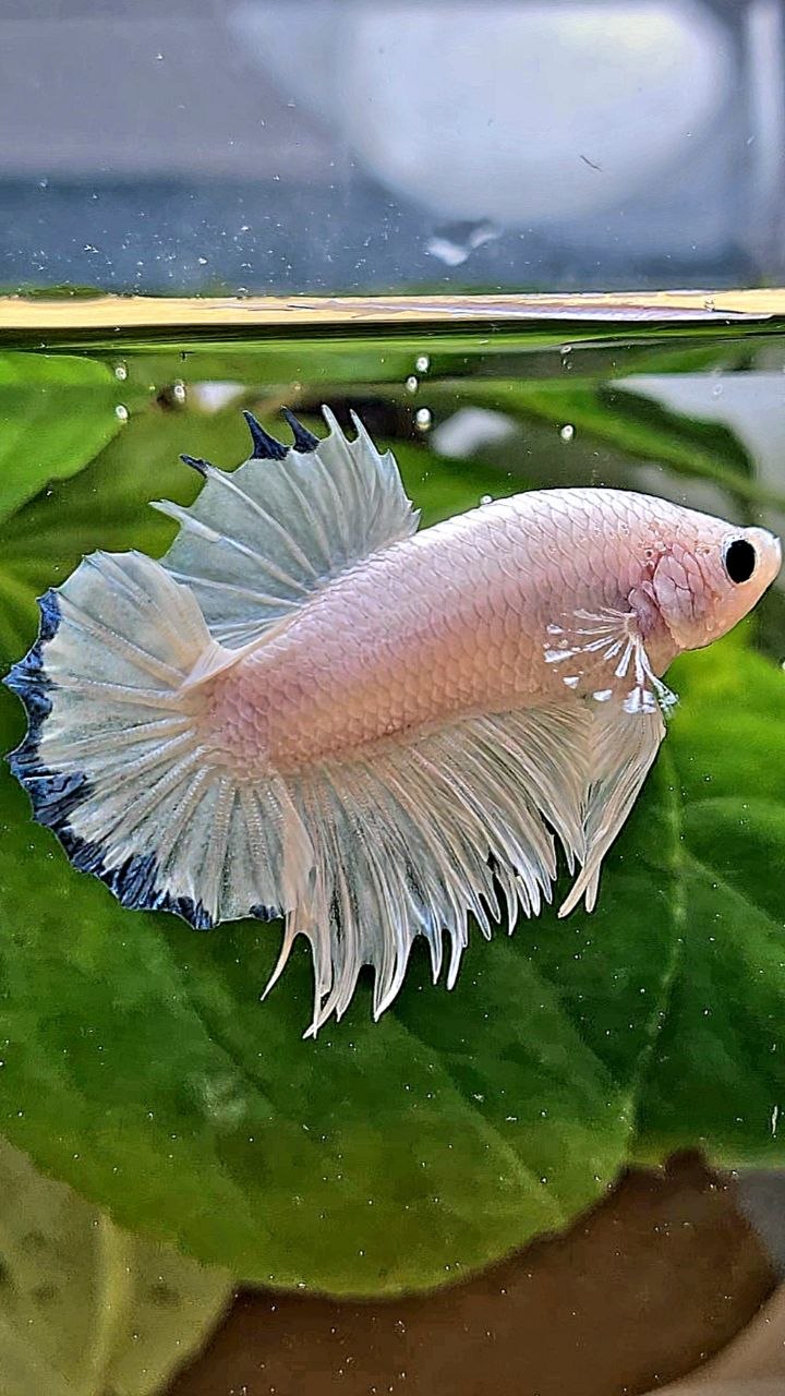 LUXURY CROWNTAIL PLAKAT WHITE BLUE RIM BETTA FISH