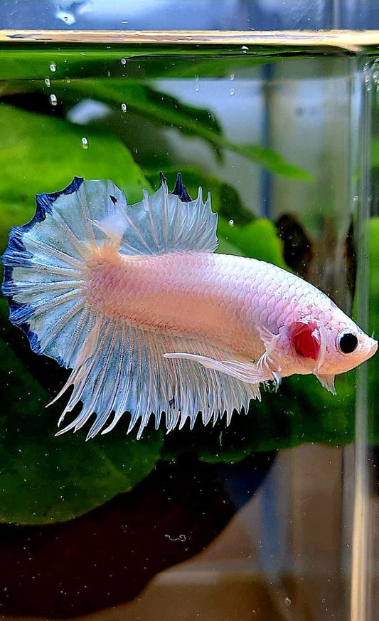 LUXURY CROWNTAIL PLAKAT WHITE BLUE RIM BETTA FISH