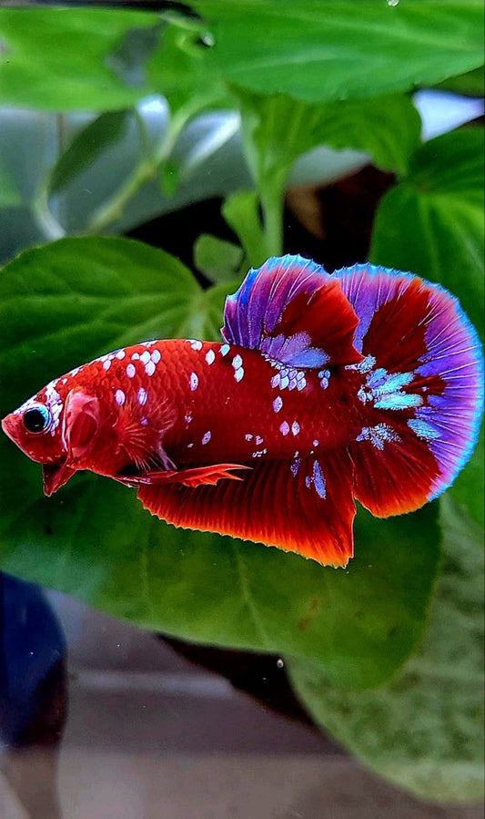 PLAKAT RED PURPLE GALAXY RPG PATTERN BETTA FISH