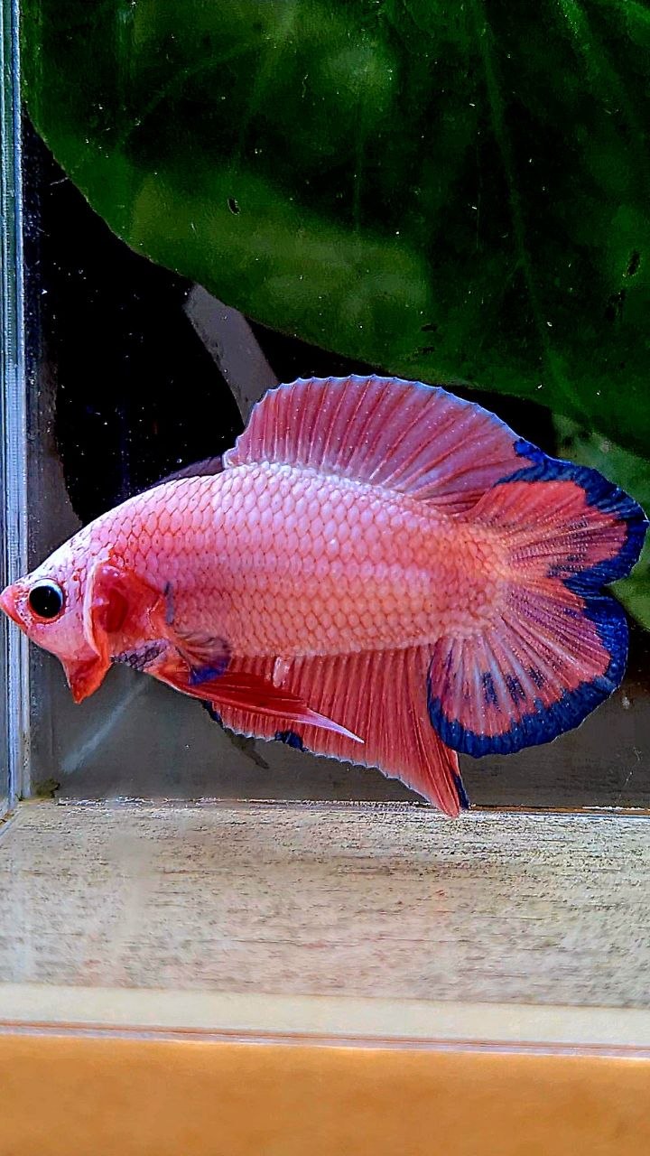 LUXURY PLAKAT DOUBLE TAIL SUPER PINK FLAMINGGO BETTA FISH