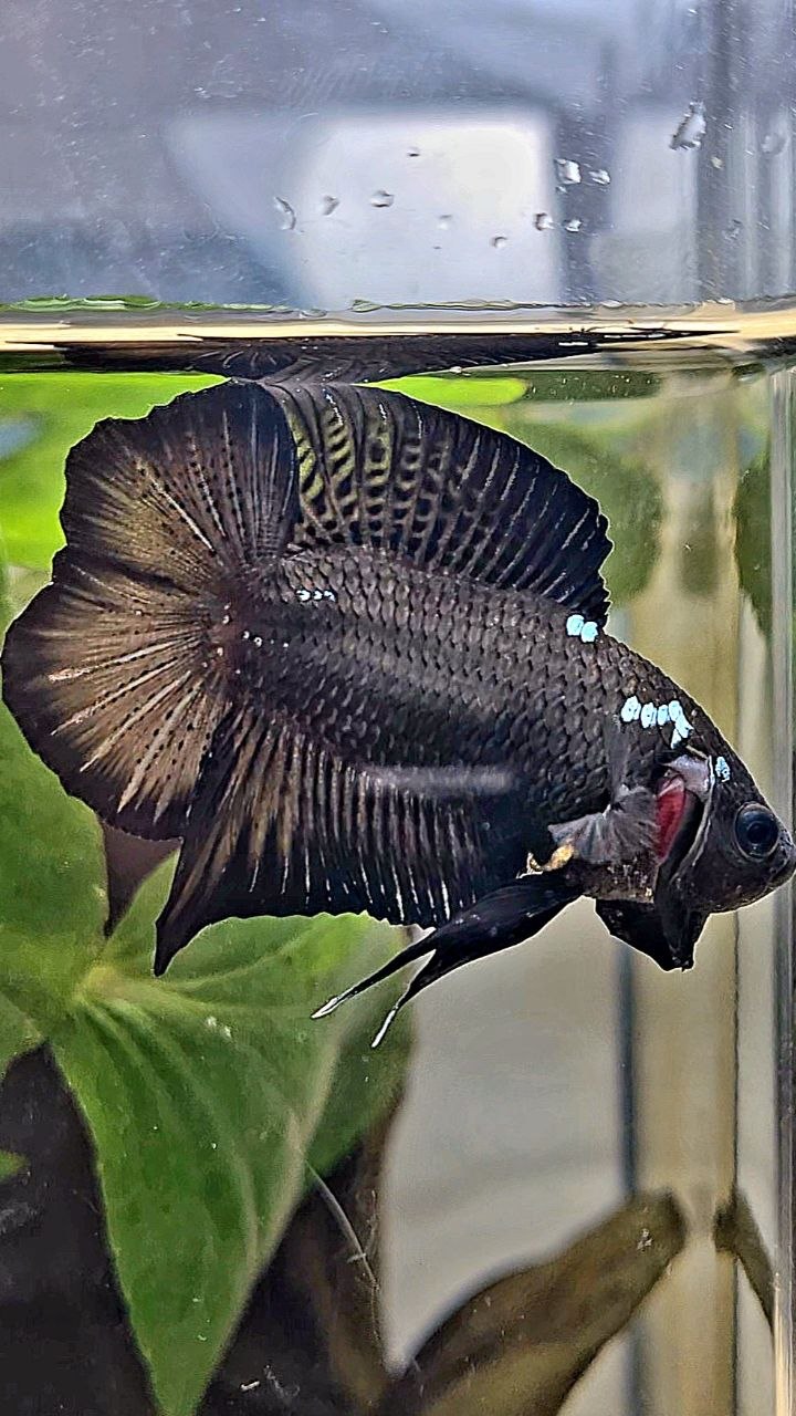 PLAKAT DOUBLE TAIL BLACK COPPER GALAXY BETTA FISH