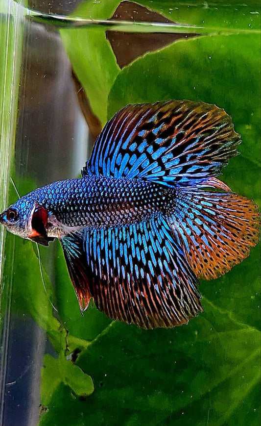 LUXURY HALFMOON DOUBLE TAIL ALIEN GREEN BLUE HYBRID WILD BETTA FISH