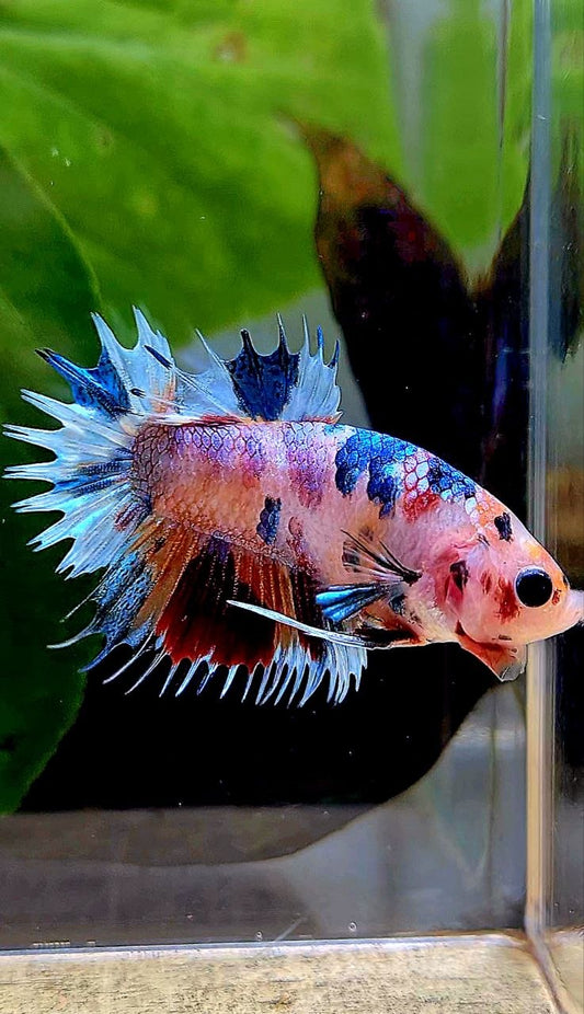 CROWNTAIL PLAKAT CANDY MULTICOLOR BETTA FISH