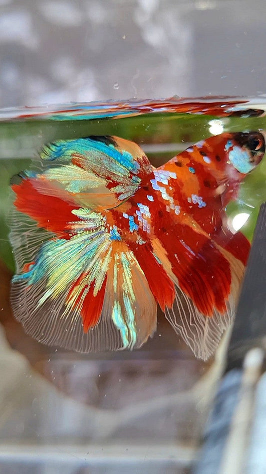 HALFMOON ROSETAIL RED ORANGE GALAXY MULTICOLOR BETTA FISH