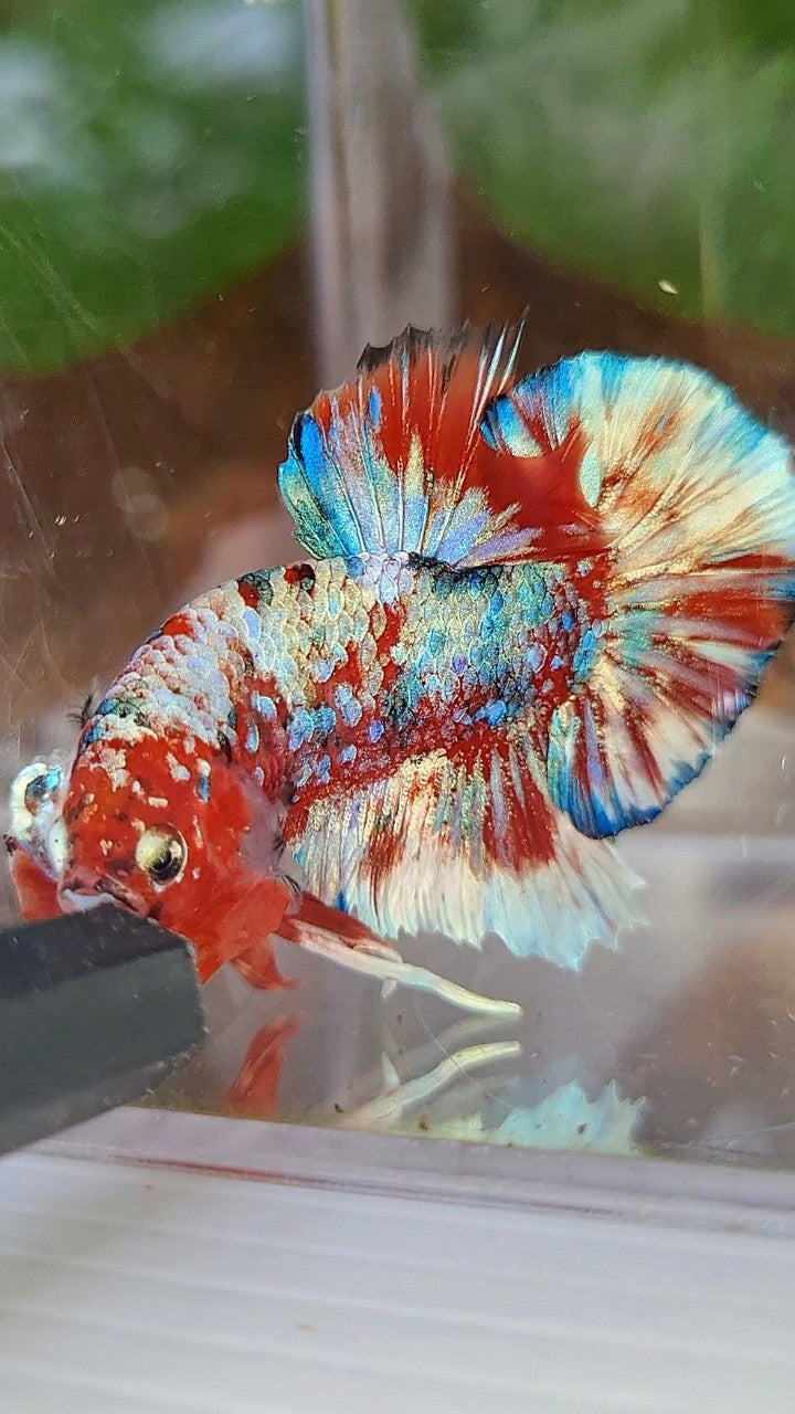 PLAKAT BARONGSAI RED WHITE SUPER GALAXY MULTICOLOR BETTA FISH