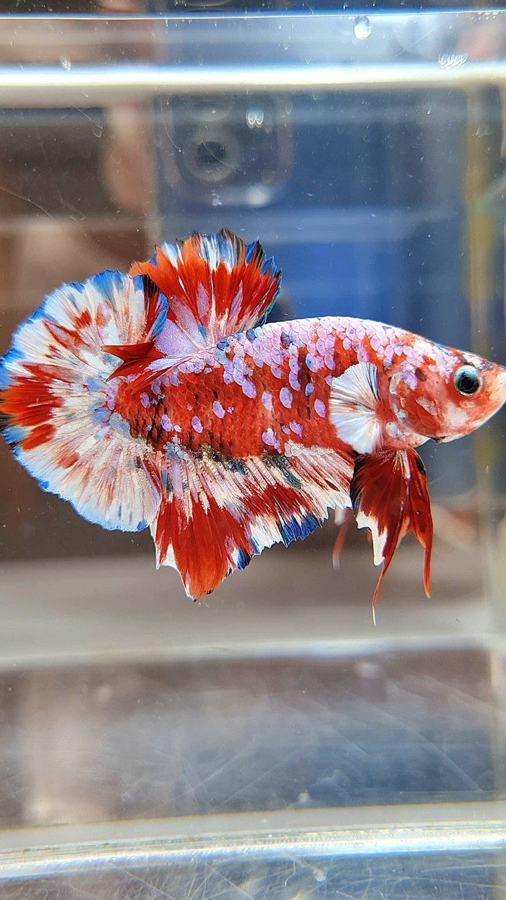 PLAKAT BARONGSAI RED WHITE SUPER GALAXY MULTICOLOR BETTA FISH