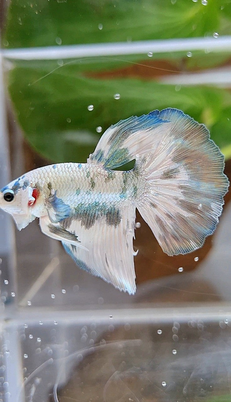 HALFMOON SUPER DOTS COPPER MARBLE BETTA FISH