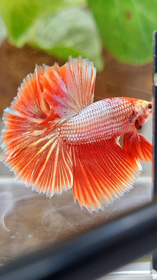 HALFMOON ROSETAIL SUPER ROSEGOLD BETTA FISH