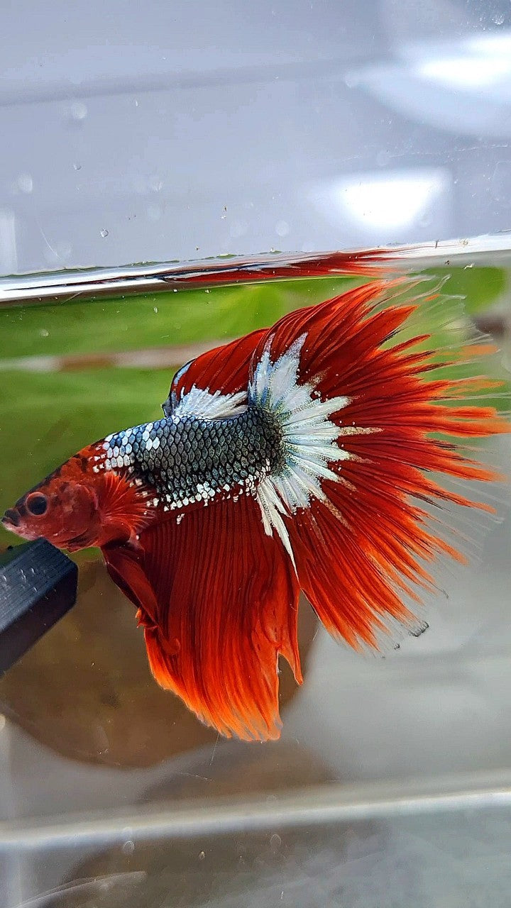 HALFMOON ROSETAIL RED FCCP COPPER STARTAIL BETTA FISH