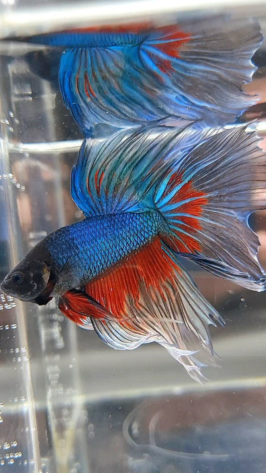 HALFMOON ROSETAIL BLUE GREEN TURQUOISE PATTERN BETTA FISH