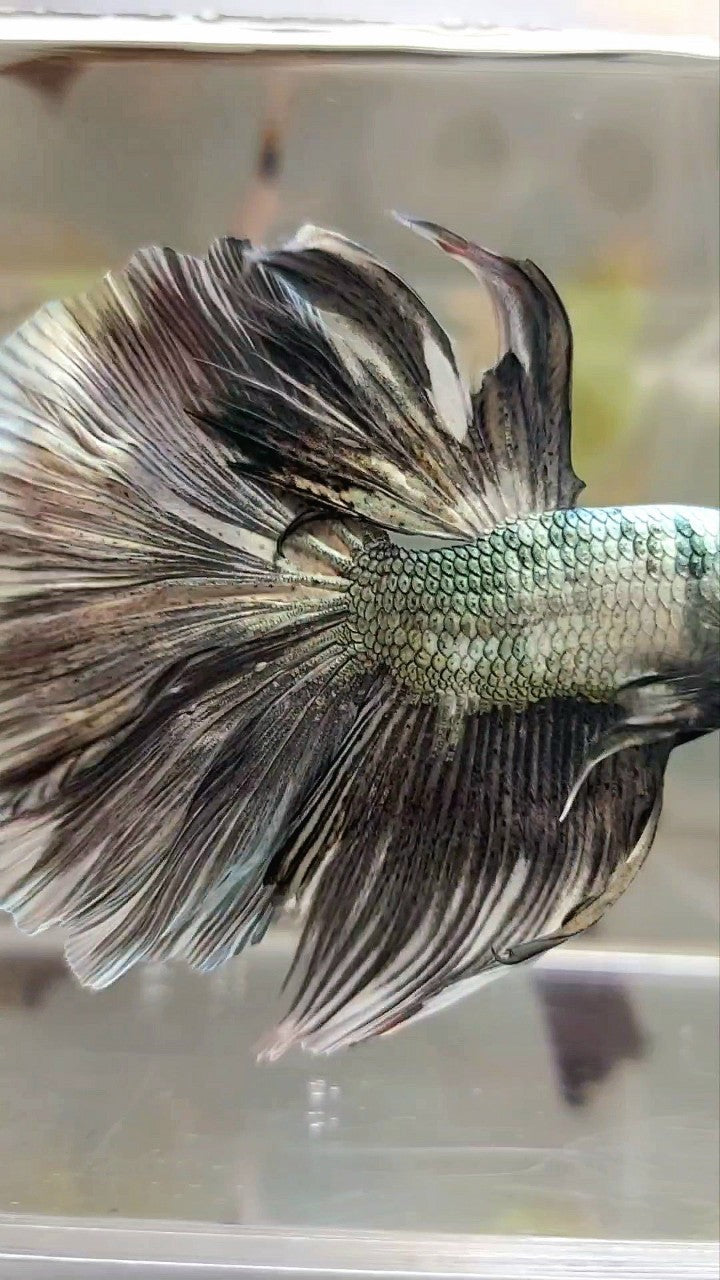 XL HALFMOON COPPER WHITE PATTERN BETTA FISH