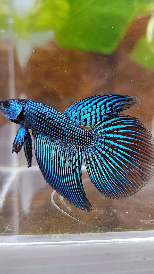 LONGFIN ALIEN GREEN HYBRID WILD BETTA FISH