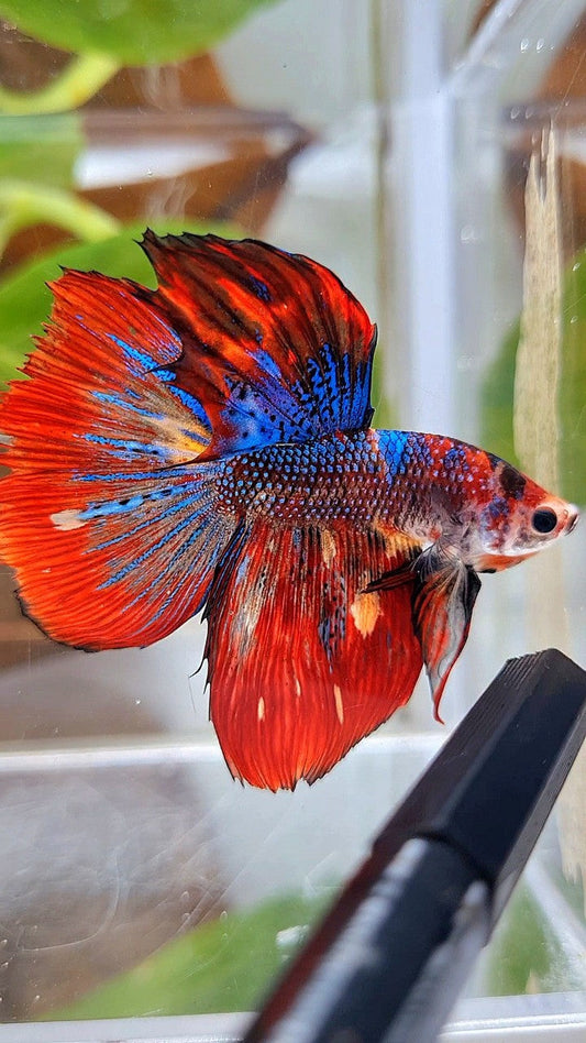 HALFMOON RED METTALIC MULTICOLOR BETTA FISH