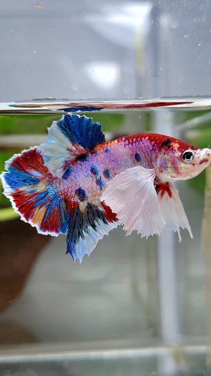 LUXURY PLAKAT DUMBO EAR RAINBOW SUPER MULTICOLOR BETTA FISH