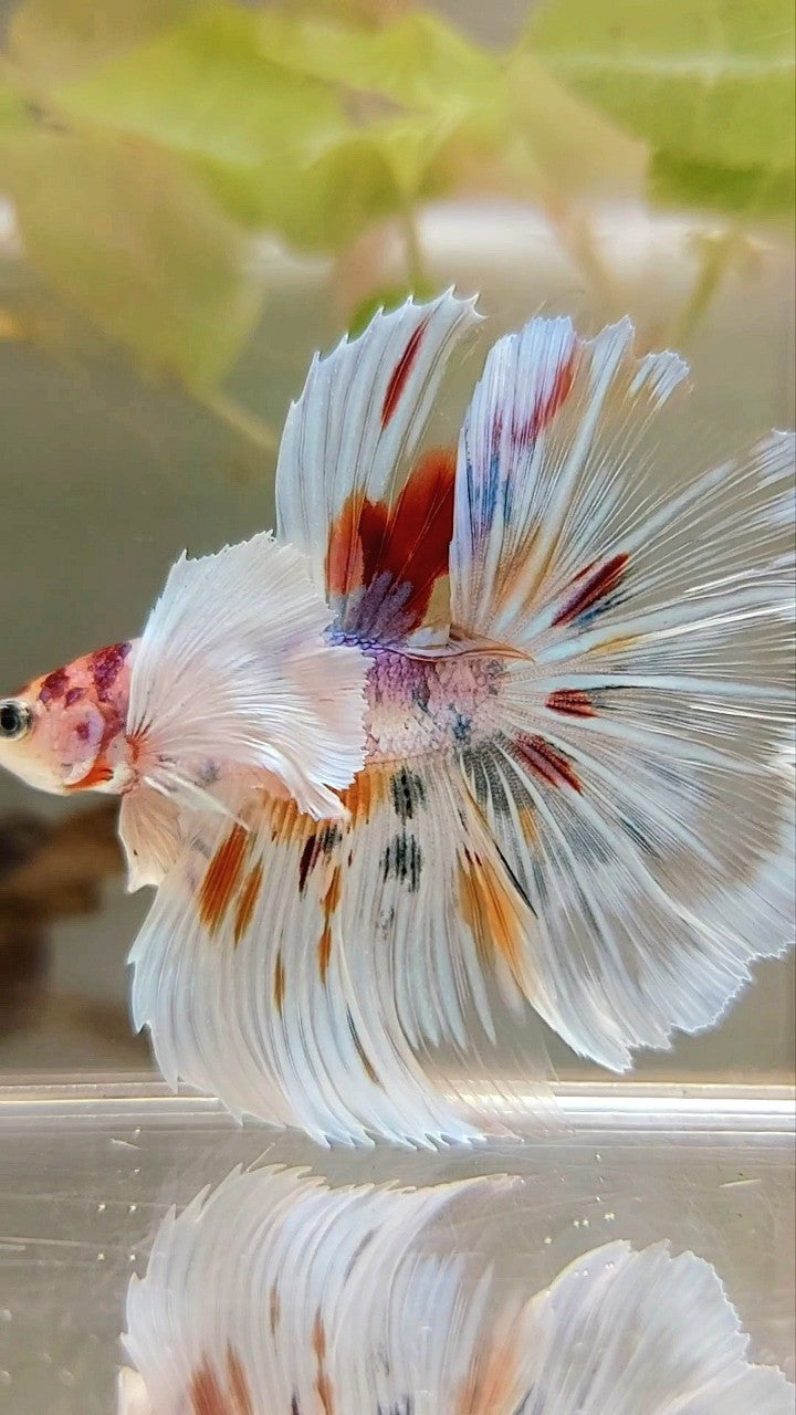 HALFMOON SUPER DUMBO EAR ROSETAIL KOI CANDY MULTICOLOR BETTA FISH