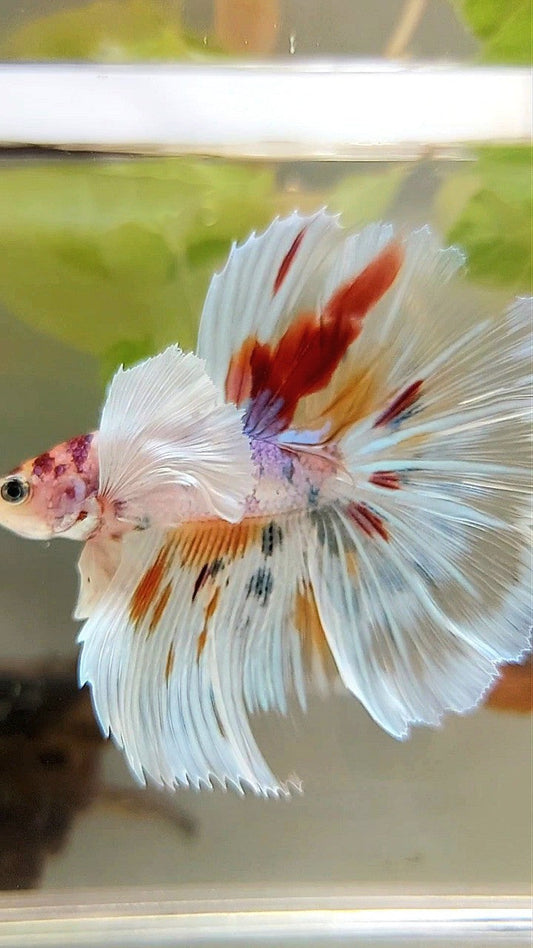 HALFMOON SUPER DUMBO EAR ROSETAIL KOI CANDY MULTICOLOR BETTA FISH