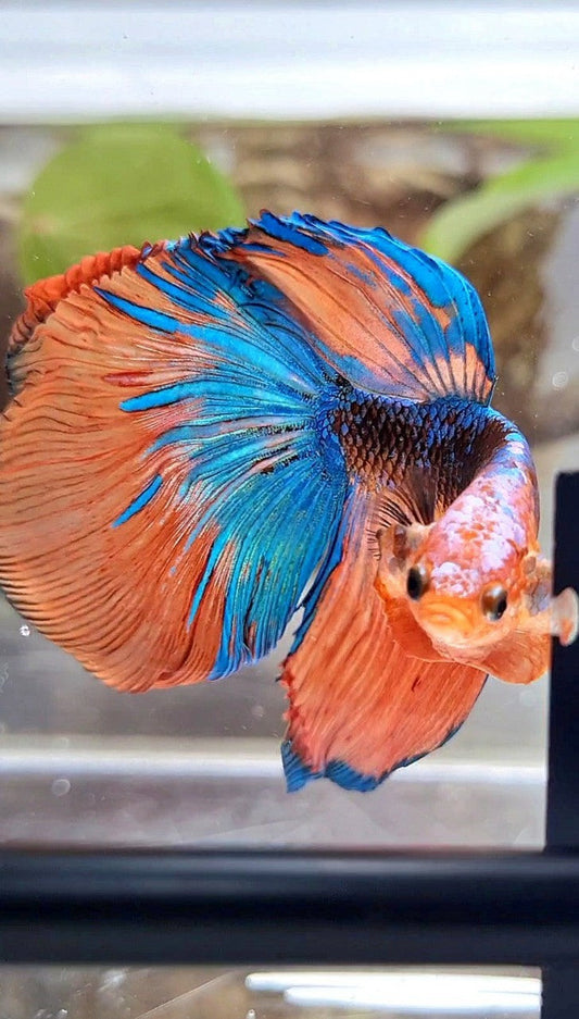 HALFMOON ROSETAIL ORANGE BLACK KOI MULTICOLOR BETTA FISH