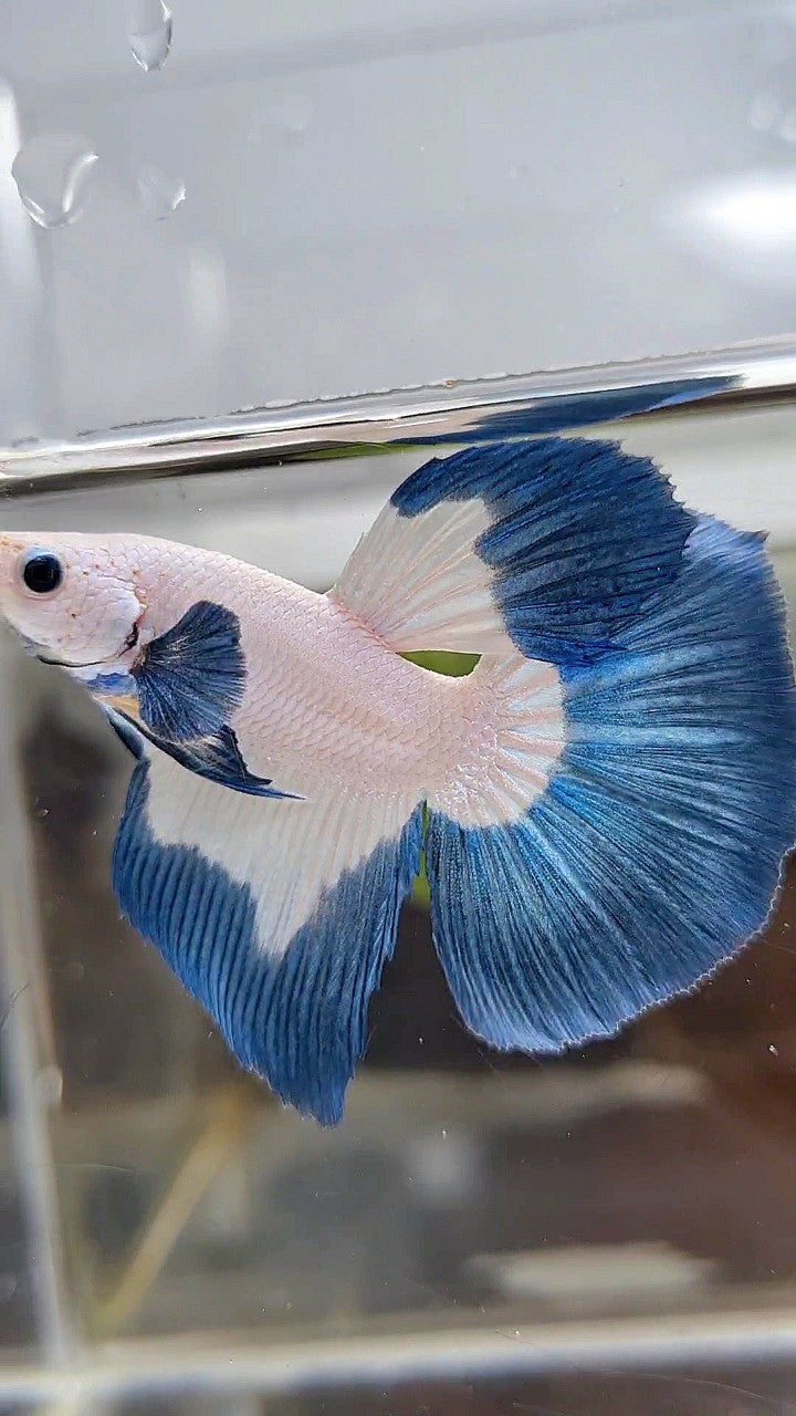 LUXURY HALFMOON BIG EAR BLUE RIM BUTTERFLY BETTA FISH