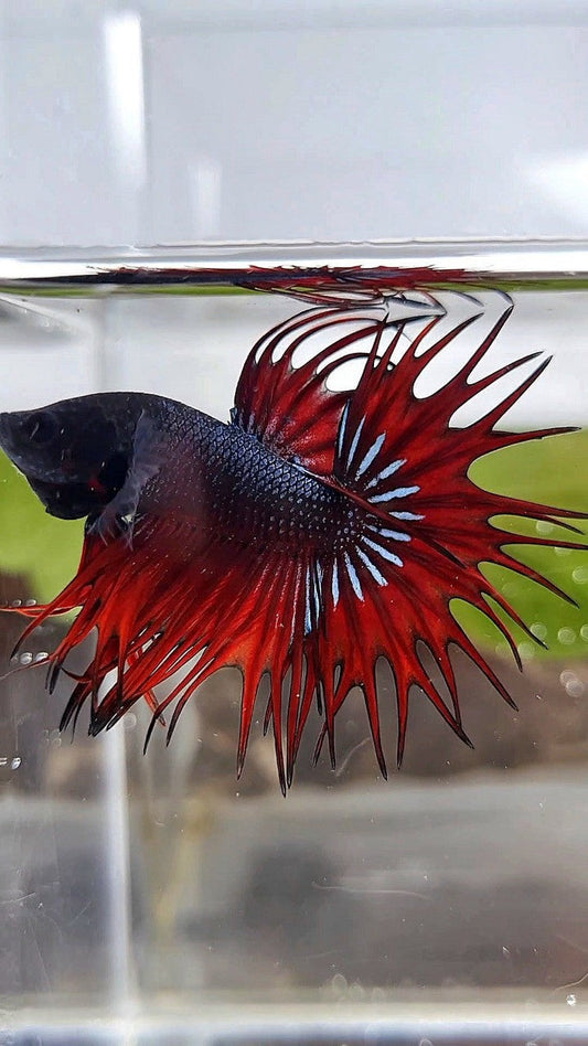 KING CROWNTAIL BLACK RED VAMPIRE BETTA FISH
