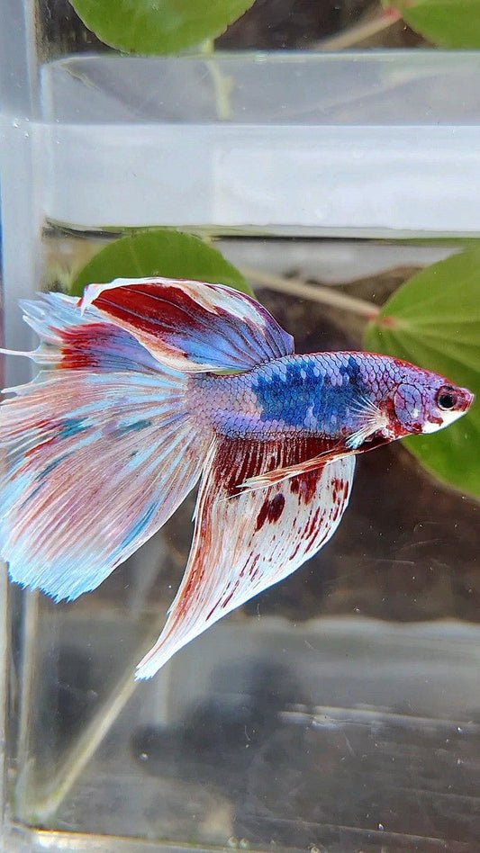 HALFMOON WHITE FANCY PURPLE BETTA FISH