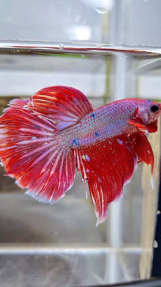 HALFMOON RED PURPLE FANCY GALAXY BETTA FISH