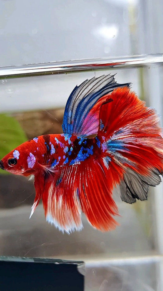 HALFMOON ROSETAIL BARONGSAR RED WHITE GALAXY MULTICOLOR BETTA FISH